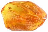 Detailed Fossil Spider (Aranea) In Baltic Amber #81783-3